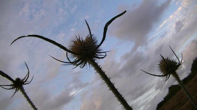 a slanty snap of some teasels against the sky about an hour ago. the center one looks like it has arms stretched out, about to dance