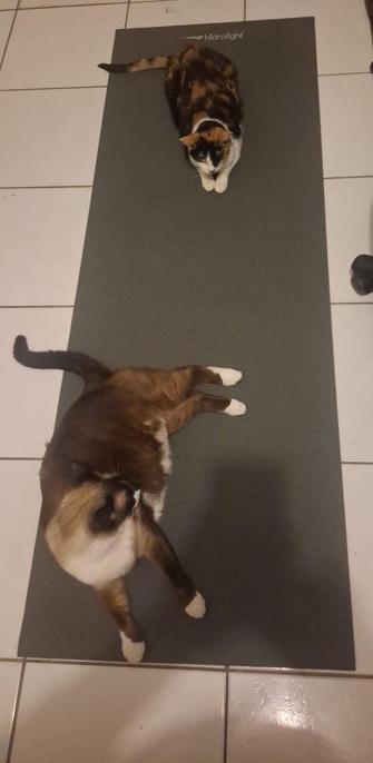 Vemos estendida no chão uma dessas esteiras/tapetes para fazer exercícios (muito comum em Pilates). Em cima da esteira, vemos um grande e gordinho gato sialata e uma gata tricolor. Os dois estão espalhados, ocupando praticamente toda a área da esteira.