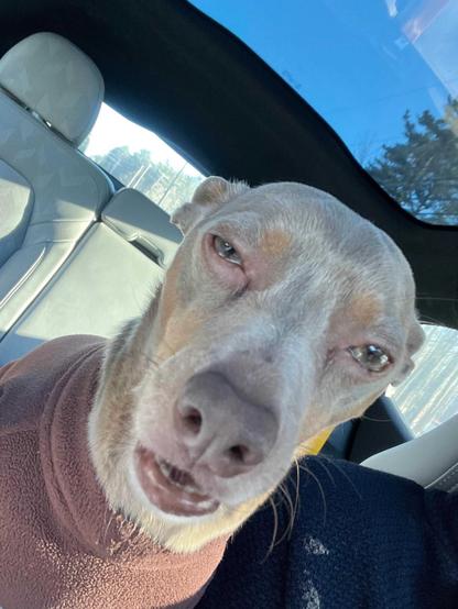 A weird looking Labrador thats looks like he ate some expired edibles. 