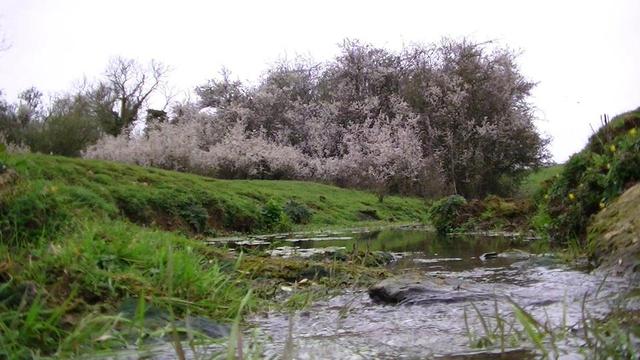 a stream flowing between luscious green meandering banks, over wet rocks. some wild flowers on the right. blades of green grass in the foreground growing from the stream. pink spring blossom on blackthorn. no proper leaves on trees yet. thick white cloud covers sky.