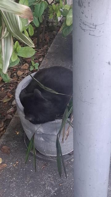 No que aparece um pequeno jardim, vemos um tipo de vaso de plantas. E, dormindo dentro deste vaso, está um belo gato preto.