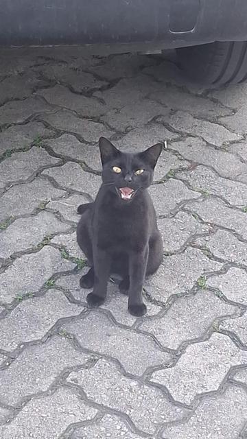 Gato preto de olhos verdes olhando fixamente para o humano que está tirando a foto. A foto foi feita exatamente no meio de um miado, então ele está com a boca aberta, o que dá um tom divertido à imagem. A impressão é que ele está exigindo alguma coisa.