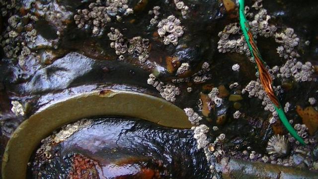 also at the entrance to that cave we found the other day, that one i tooted, round the corner from the shells, there is a big four pot marine engine. this is a close up of the area where the crank shaft goes through the crank case. the ring shape of the bronze bush is visible. the rest is extremely rusty, smoothed by the sea, and covered in barnacles. there is also a mystery copper wire sticking out of the rust with ragged green insulation.