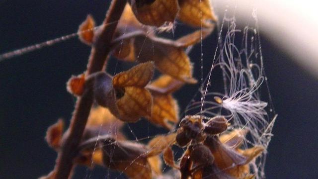 a brown sun dry wild flower covered in cobweb. feathery seed caught in cobweb
