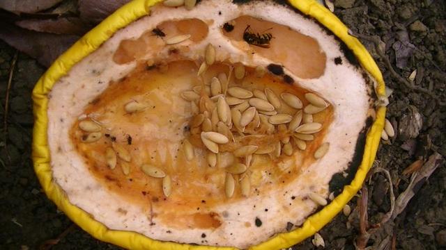 a cut in half yellow melon some of the seeds missing. looks like a mouth. wasps have eaten out two hollows that look like eyes above the hollow for the seeds or what ever.