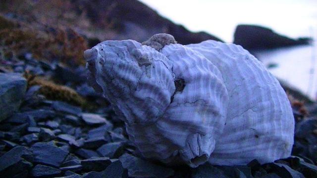 a whelk shell with barnacles etc. it looks a bit like a rat.