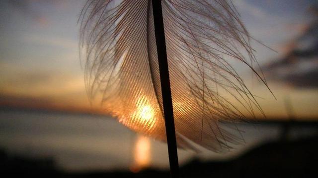 the sun rising behind a small white feather hanging off of the stem of a wild flower. the distant horizon is hills behind a bay of sea. it is very orange