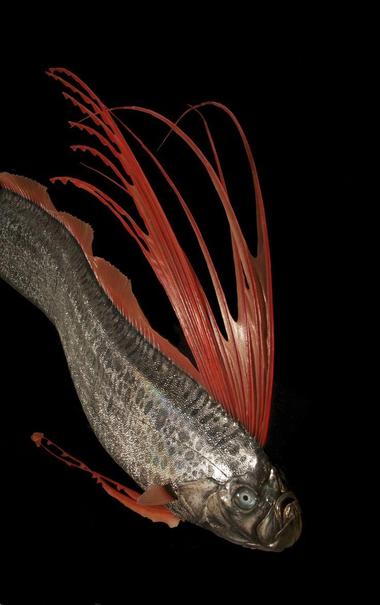 Giant oarfish in the abyss, red trails up 