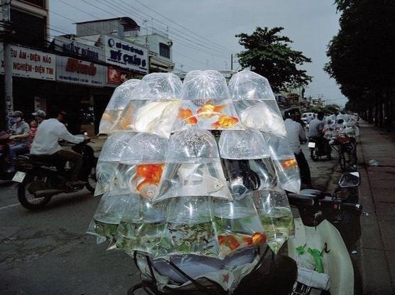 many bags of goldfish in water attached to a motorcycle 