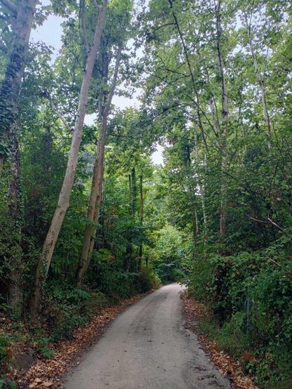 Photo of a path surrounded by trees