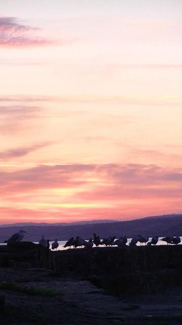seagulls on a harbour wall with the orange sky of dawn and imminent sunrise. seagulls are like in a line that is in front of a thin horizontal line of visible sea. i suppose the seagulls look taller than the line of sea from this perspective.  and there is hills behind the sea. this is from last week as well. i will prolly toot more sea dawn. i like them.