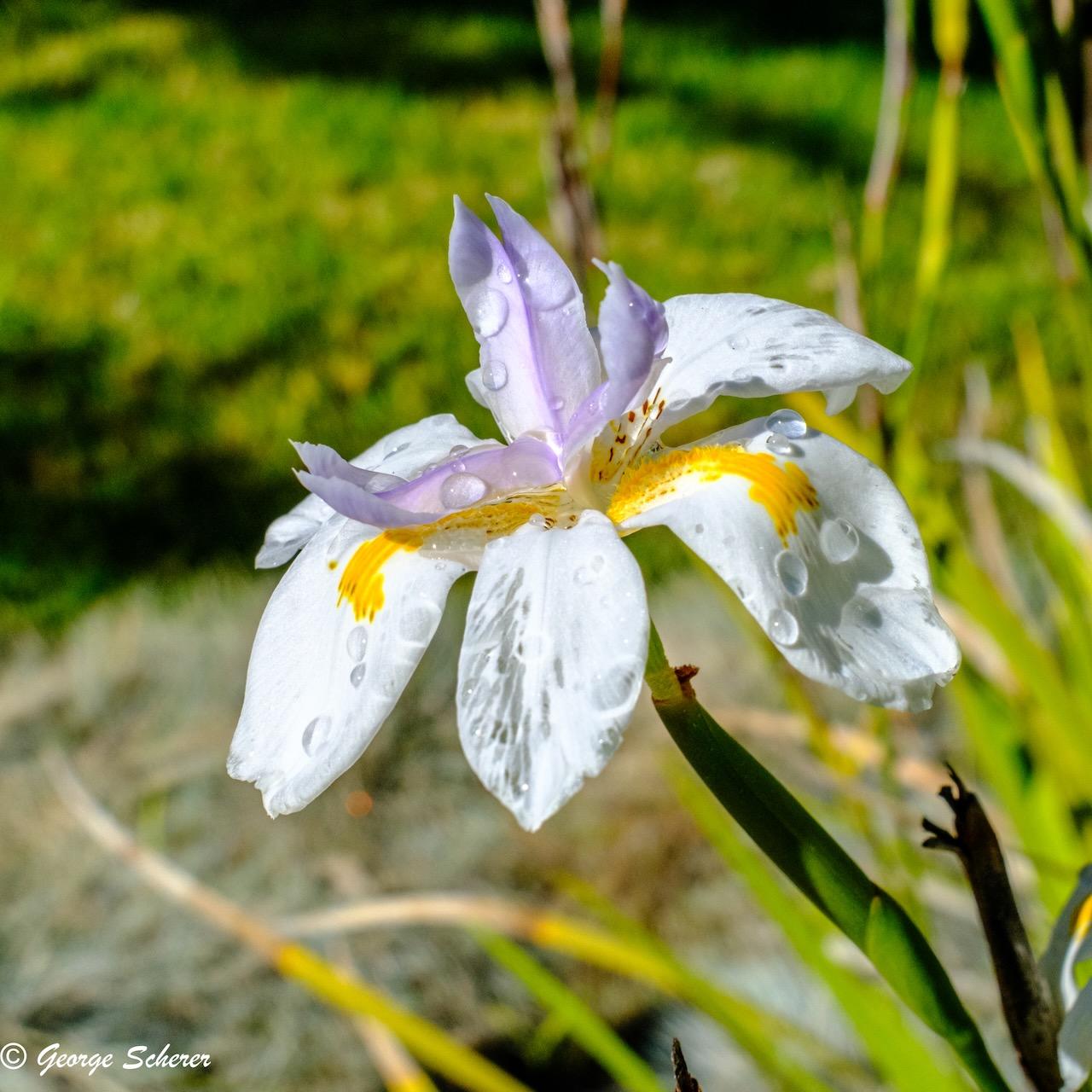 Close-up photo of a white, yellow and light purple iris flower, covered in water droplets from early-morning watering.