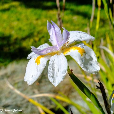Close-up photo of a white, yellow and light purple iris flower, covered in water droplets from early-morning watering.