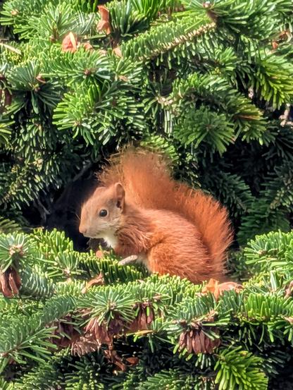 Ein kleines rotes Eichhörnchen Kind sitzt im Tannenbaum 