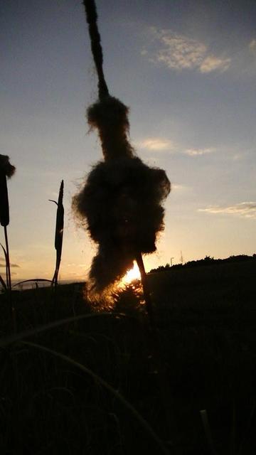 the sun setting behind a bulrush / reedmace which is going to seed. it is it is like a cotton wool like fluff. just a few thin fluffy clouds too