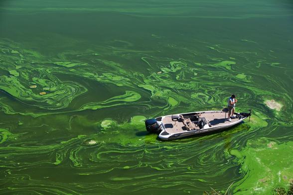 Although blooms, such as this toxic algae bloom in California's Klamath River, are becoming more frequent, Caron is hopeful. Water systems are renewable, he said. If we stop polluting waterways, eventually they'll heal.

"Recognizing what is wrong and what needs to be done to correct it is something that can be done," Caron said. "It's merely a matter of figuring it out, and then having the political will to get those things done."

Photograph by David McLain, Aurora Photos/Corbis