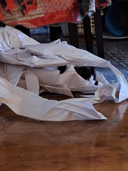 Cat under paper packing.