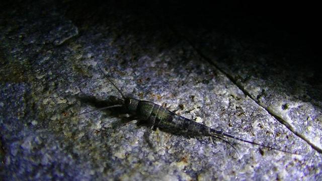 some sort of shrimp like insect, in torchlight, on a rock, at night.