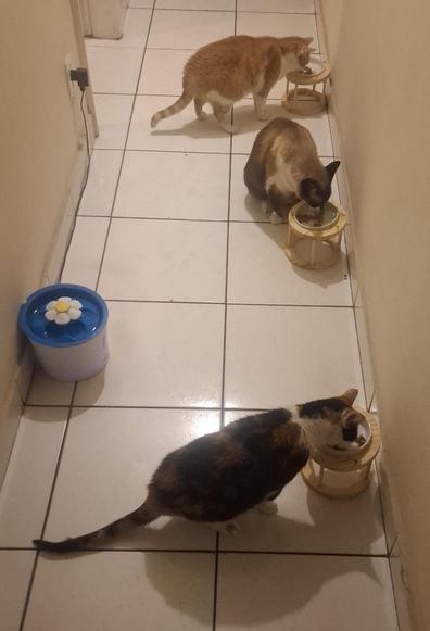 Em um corredor de apartamento, vemos três gatinhos comendo sachê, cada um seu pote. O gato mais próximo da câmera é uma tricolor adulta de tamanho pequeno. Em seguida vemos um grande sialata, algo gordinho. A terceira gata é uma amarelo clara adulta de porte pequeno.
A imagem mostra ainda uma fonte de água para gatos em formato de flor.
