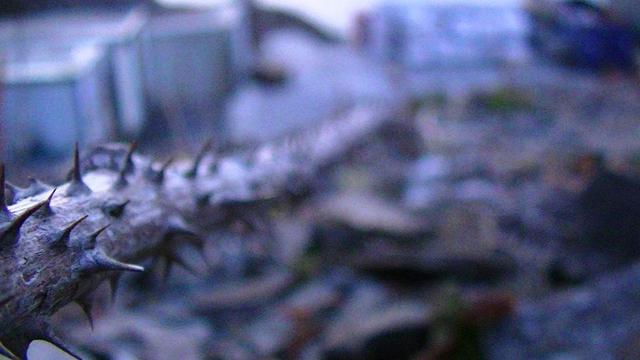 looking along a dead spikey bramble vine thingy leading down some rocks to a factory. the further away the bramble gets, the more out of focus it gets. the factory is just a distant blur.