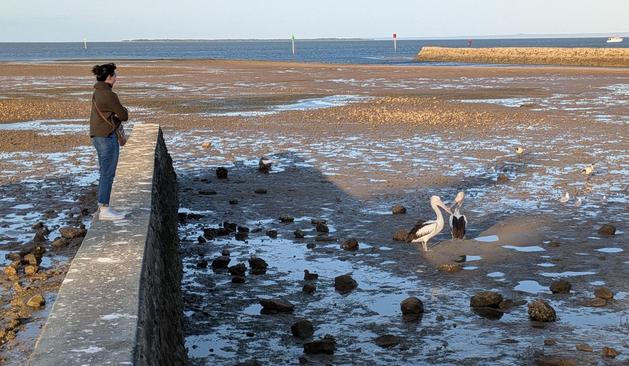 A woman standing on a wall looking at two pelicans. Pelicans looking back sceptically down in the mudflats. Ocean in the distance.