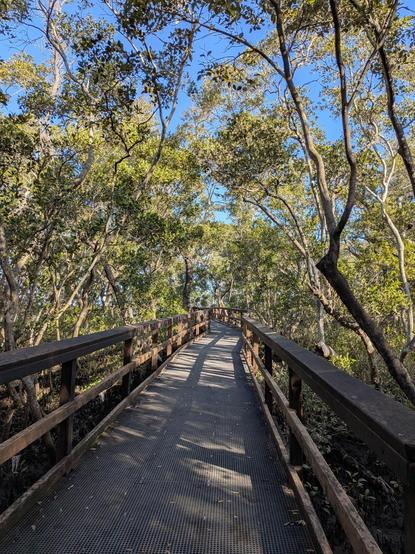 Boardwalk entry into the mangrove forest
