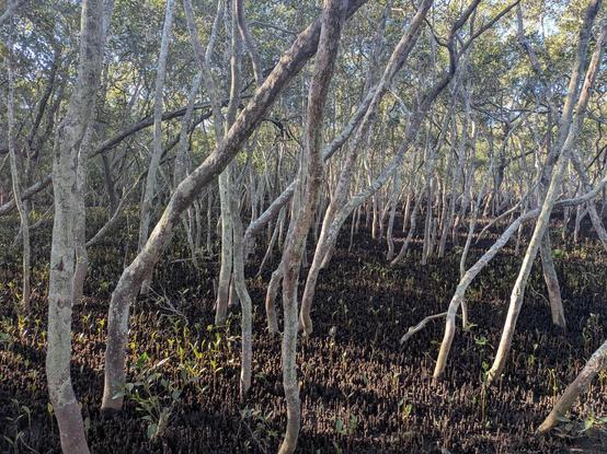 Mangrove teens and youngens.