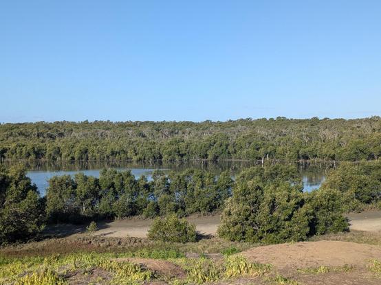 A clearing then a body of water encircled by a huge mangrove forest.