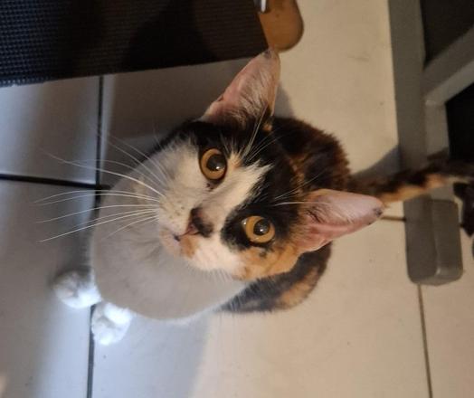 Uma gata tricolor olha atentamente para a câmera com seus belos gatos castanhos.