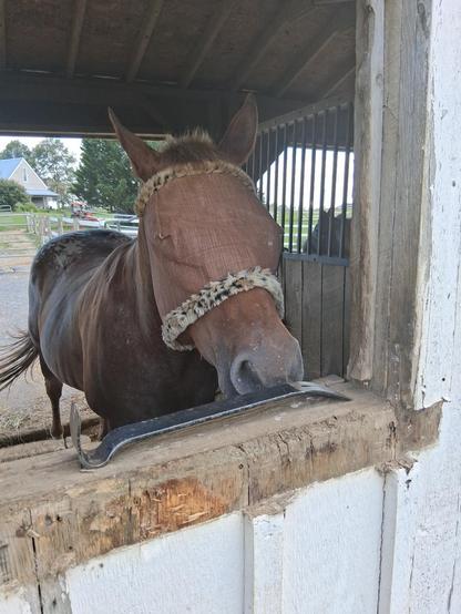 An appaloosa mare in a brown fly mask is sniffing curiously at a flat crowbar sitting on her stall window. The old rotten trim is in the process of removal so that it can be replaced.