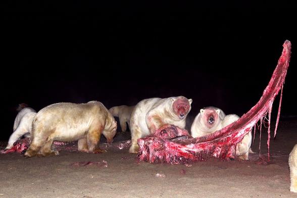 polar bears in the night, eating bloody flesh off a big bone