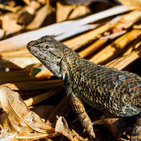 Close up of the front half of a Western Fence Lizard, seen from the side, looking back and towards the camera.  The lizard is standing on a bed of brown leaf litter.