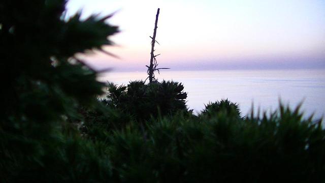 the very last tiny bit of the sun setting in the sea just to the left of a stick in the foreground, sticking up vertically out of a bed of deep green gorse. the sky and sea is a lilac silver colour with a thin purple horizon. 
