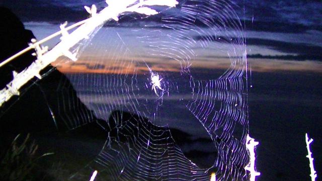 dusk with torch light on a spider in a spiders web. but the torch is to bright, spider, web and the plant it is on is too dazzling white and blurry. there is blue and orange sky at dusk over the sea in the background. it just looks wrong :(