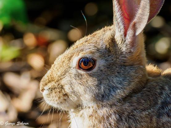 Close-up of the head and shoulder of a desert cottontail rabbit in strong sunlight, with tan fur and an orange and black eye.