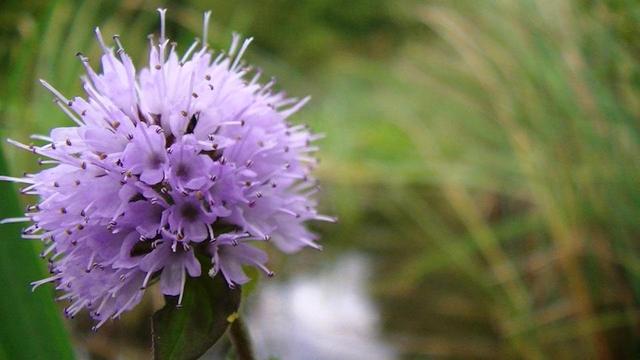 small lilac coloured ball of bloom with reeds and water blurred in the background.