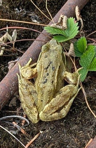 Ein hellgrüner Frosch sitzt auf dunkler Erde neben einem rostigen Rohr. Der Frosch hat eine gelblich-grüne, texturierte Haut mit dunklen Flecken. Ein braunes, rostiges Metallrohr verläuft diagonal durch das Bild. Neben dem Rohr befinden sich grüne, gezackte Blätter sowie einige vertrocknete, braune Blätter. Der Untergrund besteht aus dunkler Erde mit kleinen Zweigen und organischem Material.