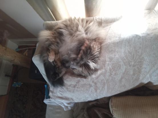 Furry cat curled up on her back, asleep, on the back of a couch.