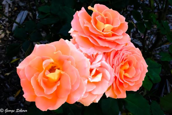 Close-up of a cluster of 4 light pink roses in strong sunshine.