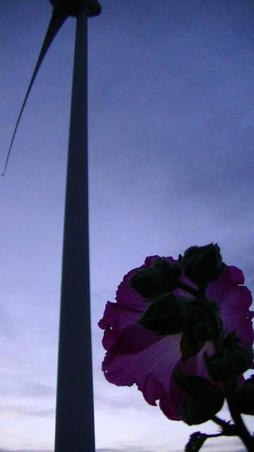 some sort of pink flower, from behind, growing wild though i don't think it is a proper wildflower, at dusk. wind turbine in the background. clearish sky.