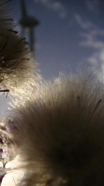 some downy seed heads of some wildflower with a low sun behind them. it could of been bristly ox-tounge, idk, i was not paying enough attention to ID them later. anyroad, there is a blurry wind turbine in the background.
