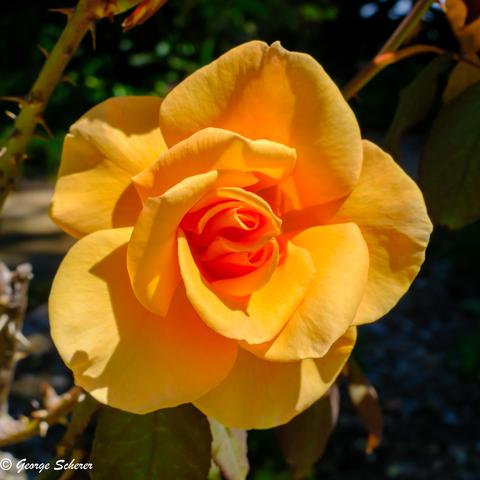 Close-up of a bright yellow rose, with branches and green leaves in the background.