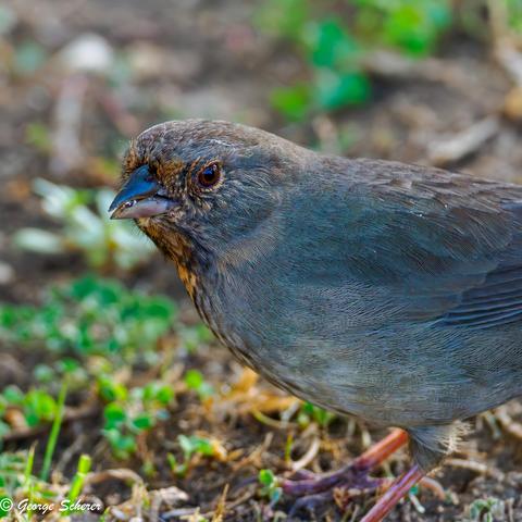 Close-up of a California Towhee, covered in tan feathers.   The bird is standing on green and brown leaf litter, and looking towards the camera.