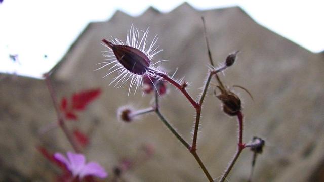 looking up at a herb-robert bud in focus. some of the plants pink flowers and red leaves out of focus behind, then a limestone church buttress in the background.