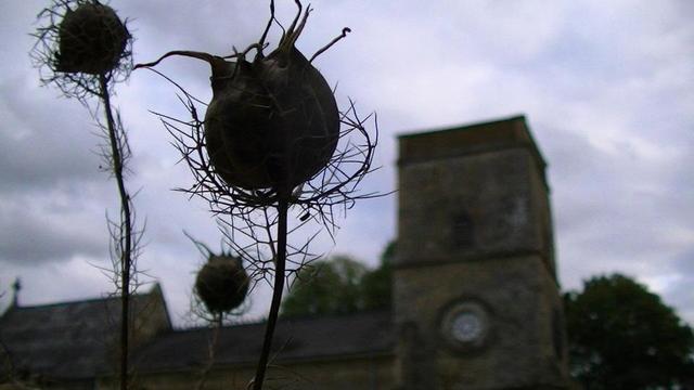 a 'love in a mist' plant gone to seed, it has an alien looking seed pod in a nest of thin spikeyness. the plant is sort of silhouetted against an overcast sky. church roof in bottom of the frame and the tower to the right of the plants. its from yesterday.... same church as yesterday.