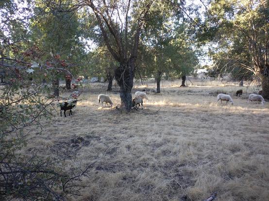Se ven varias ovejas pastando en una dehesa bajo la sombra de encinas