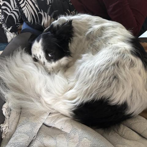 A young mostly white Border Collie is rolled up in a ball in his blanket and eyes the camera with extreme side-eye through his bushy tail. A pair of flowery pants and a reddish shirt is visible behind him. 