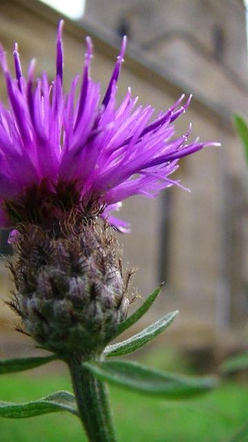a common knapweed i think. close up of a purple thistle like flower starting to bloom in a graveyard.  leaves ain't prickly though. blurry church in background.
snap from last friday the 11th.