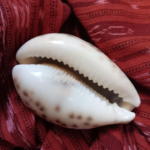tiger cowry shell smooth teeth