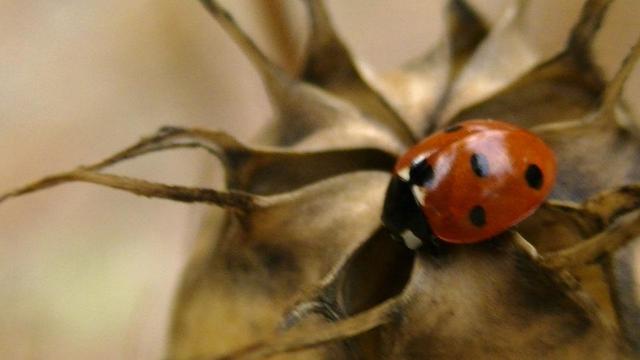 a ladybird atop of a light brown, yellow ochre seed pod. soft blurrr. i sort of like it. it was from the graveyard i tooted the other day.